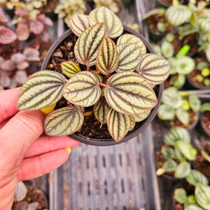 Puede incluir: Primer plano de una peque&ntilde;a planta en maceta con hojas ovaladas. Las hojas son de color verde claro con vetas verde oscuro y bordes marr&oacute;n rojizo. La planta est&aacute; en una maceta de pl&aacute;stico negro, con otras plantas al fondo.