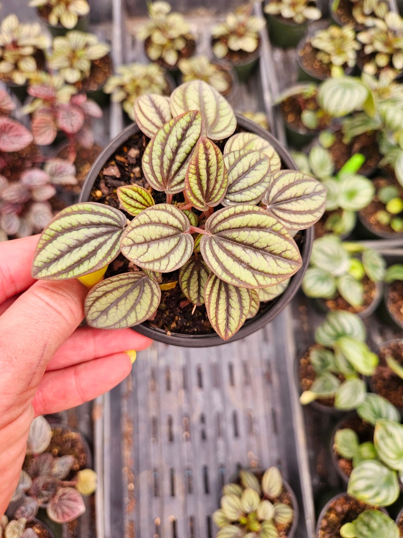 Puede incluir: Primer plano de una peque&ntilde;a planta en maceta con hojas ovaladas. Las hojas son de color verde claro con vetas verde oscuro y bordes marr&oacute;n rojizo. La planta est&aacute; en una maceta de pl&aacute;stico negro, con otras plantas al fondo.