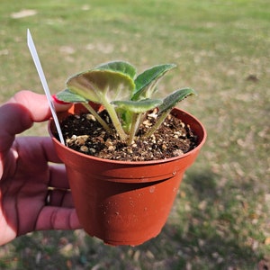 Rockin Robin African Violet live plant, young pre-finished starter in a 4" pot | 2 plant minimum order required | bild 5