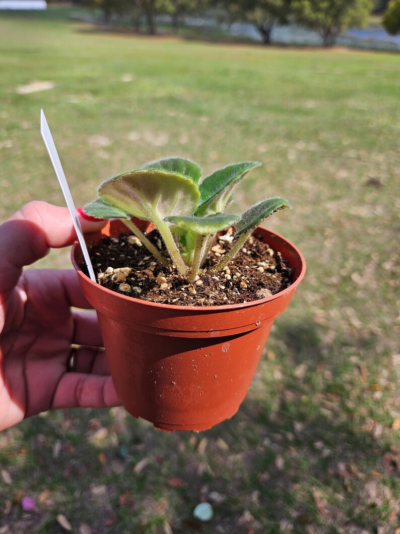 Rockin Robin African Violet live plant, young pre-finished starter in a 4" pot | 2 plant minimum order required | bild 5