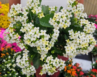 LIVE Blooming Kalanchoe blossfeldiana plant 4.5" pot, flaming katy flowering Kalanchoes, Live potted plant, *2 item minimum on orders*