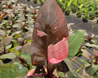May include: A pink and dark green philodendron plant with a single large leaf in a black pot. The plant has a red stem.