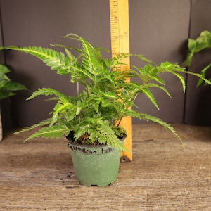 East Indian Holly fern plant variegated live fern plant Arachniodes simplicior 'Variegata' in a 4 pot 2 plants required per order image 8