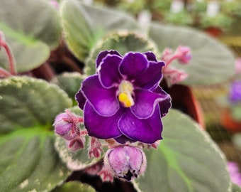 Buckeye easy lovin' African Violet live plant, young starter in a 4" pot | plant lover gift | 2 plants required per order |