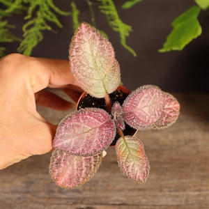 May include: A small potted plant with textured, oval-shaped leaves. The leaves display a gradient of colors, transitioning from a deep pink to a light green. The plant is held in a person's hand, with other plants in the background.