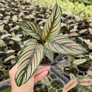 Calathea white star live plant, calathea pink indoor tropical houseplant in a 4&quot;pot | 2 plants required per order |
