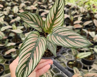 gemeiner efeu hedera helix Gewöhnlicher Efeu | Hedera helix