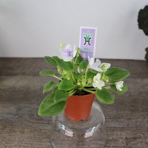 Rob&#39;s humpty Doo Mini African Violet live plant in a 2&quot; pot, Semi miniature trailing african violet plant | 2 plants required per order |
