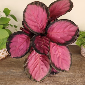 May include: A close-up of a Calathea plant with large, oval leaves. The leaves are a vibrant pink with dark green edges. Other potted plants are visible in the background, including a fern and a green leafy plant.