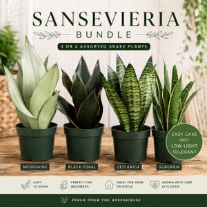Sansevieria Bundle | 3 Assorted Snake Plants | Moonshine, Black Coral, Zeylanica & More | Easy Care Houseplants 4" pots
