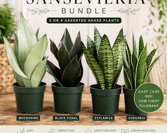 Paquete de Sansevierias / 3 variedades surtidas de plantas de serpiente / Moonshine, Black Coral, Zeylanica y más / Plantas de interior de fácil cuidado