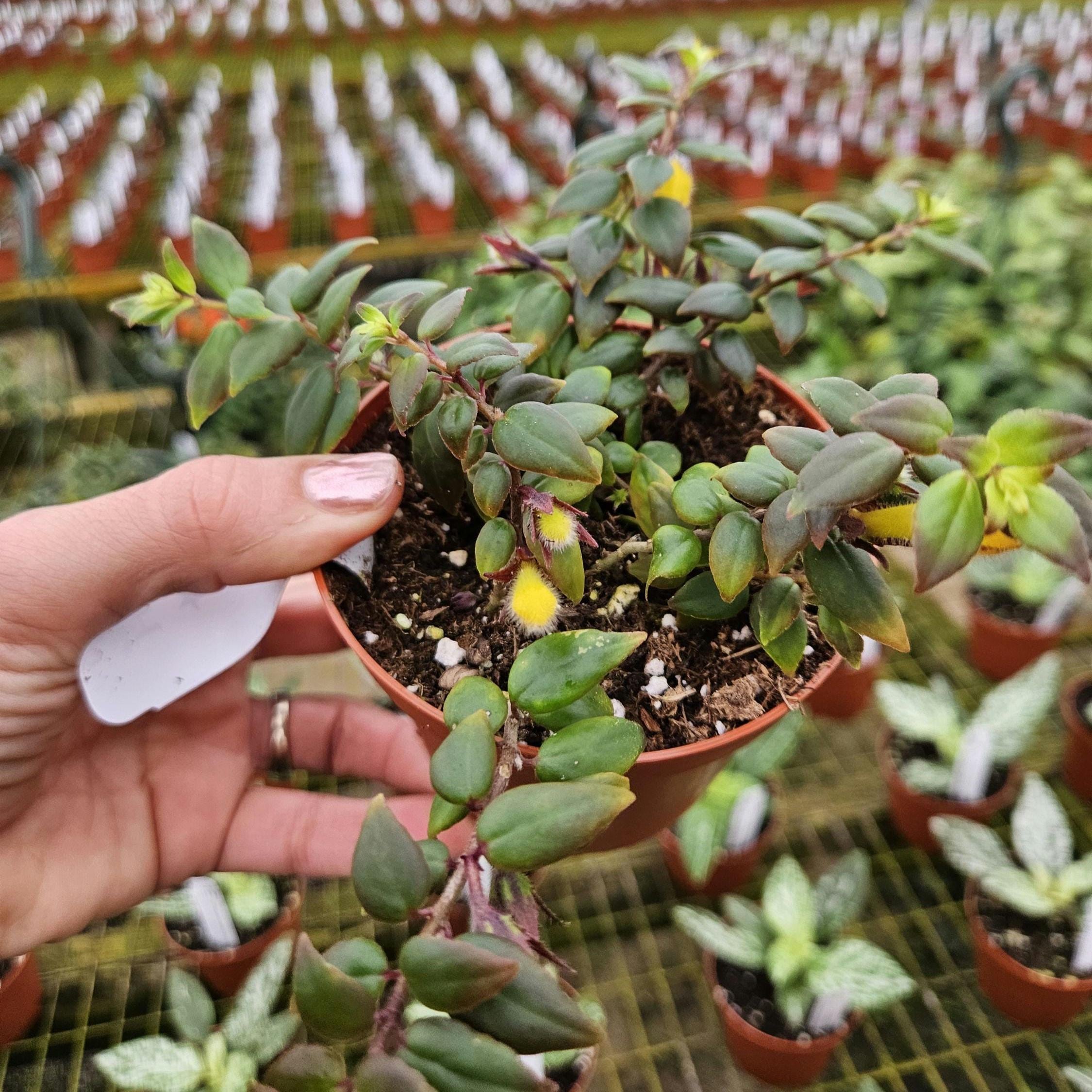 nolina recurvata plant Beaucarnea 'Nolina Tall' main image 1