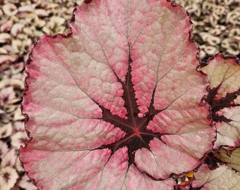 Red Heart begonia plant in a 5" pot, Live Begonia plant, Rex Begonia plant *2 item minimum on orders*