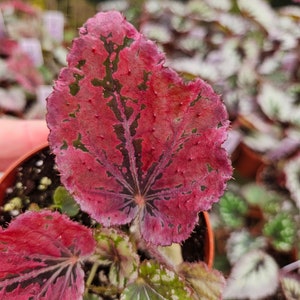 May include: Close-up of a begonia plant with large, textured leaves. The leaves are primarily a deep red with dark green veining and edges. The plant is in a small brown pot, with other plants visible in the background.