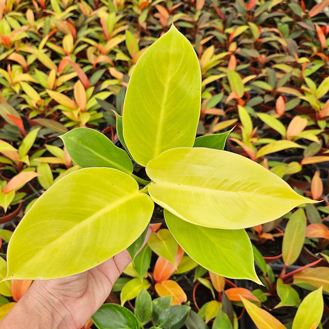 Philodendron Moonlight Plant in 4