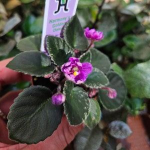 Harmony&#39;s Golden Dawn Mini African Violet plant in a 2&quot; pot, Semi Miniature white purple Variegated *2 item minimum on orders*
