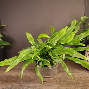Fern plant, Kangaroo Paw Fern plant 4&quot; pot, live Kangaroo Paw Footed Fern Phymatosorus | 2 plant minimum on orders