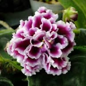 RS Duchess African Violet live plant, young starter in a 4&quot; pot | plant lover gift | 2 plants required per order