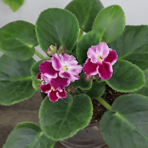 May include: A potted African violet plant with dark green leaves and pink and purple flowers.