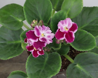 CURRENTLY BLOOMING African Violet live plant, blooming red & white flowering "holly 103" plant in a 4" pot | 2 plants required per order |