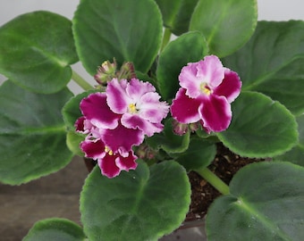 Holly CURRENTLY BLOOMING African Violet live plant, blooming red & white flowering plant in a 4" pot | 2 plants required per order |