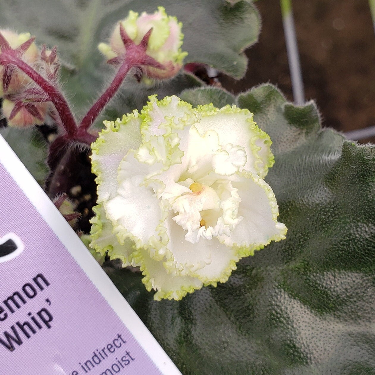 Lemon Whip African Violet Live Plant Young Pre finished Starter In A 4 lemon-whip-african-violet-live-plant-young-pre-finished-starter-in-a-4