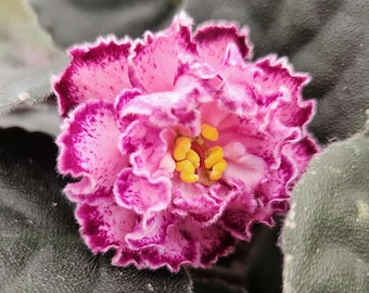 LE Rimma African Violet live plant, young pre-finished starter in a 4" pot | 2 plants required per order |