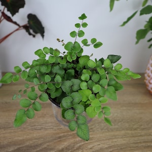 May include: A green fern plant in a clear glass pot. The fern has delicate, feathery fronds and is a popular houseplant.