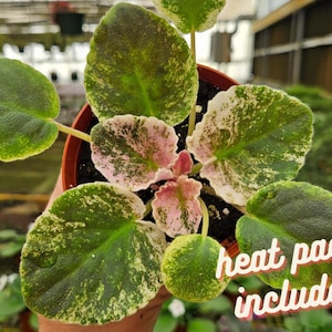 Harmony's Love Bug African Violet live plant, young pre-finished starter in a 4" pot | 2 plants required per order |