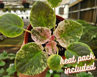 Harmony's Love Bug African Violet live plant, young pre-finished starter in a 4" pot | 2 plants required per order |