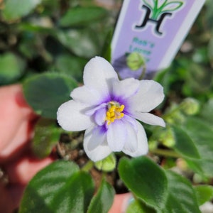 Rob&#39;s Loose Noodle mini African Violet live plant in a 2&quot; pot, Miniature DoubleBloom  live african violet plant *2 item minimum on orders*