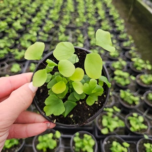 Fern plant, Maidenhair silver dollar Fern plant in a 4&quot; pot, young freshly potted starter plants | 2 plants required per order |