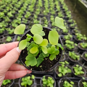 Maidenhair silver dollar Fern plant in a 4" pot, young freshly potted starter plants | 2 plants required per order |