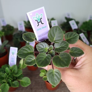 Jolly Dear Mini African Violet live plant in a 2&quot; pot, Semi miniature pink white african violet plant | 2 plants required per order
