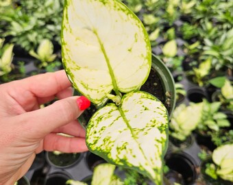 Aglaonema plant super white in a 4" pot white Chinese evergreen plant | 2 plants required per order