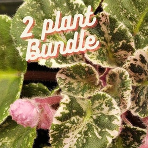 Variegated African Violet plant bundle, 2 live african violet plants in 4&quot; pots, 2 variegated african violet live houseplant