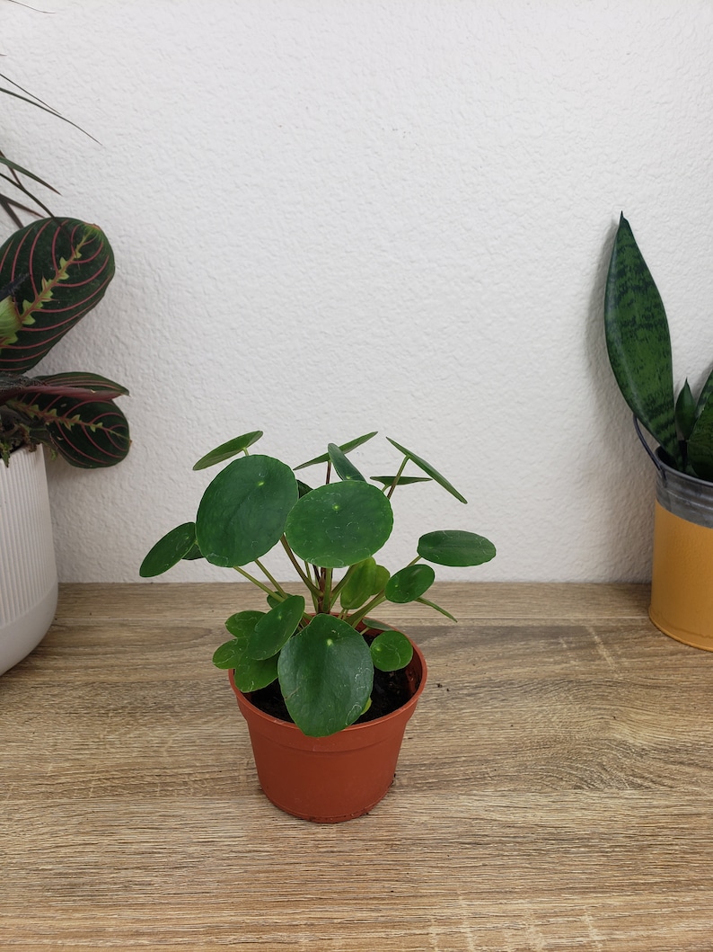 Pilea Peperomioides - Thumbnail 3