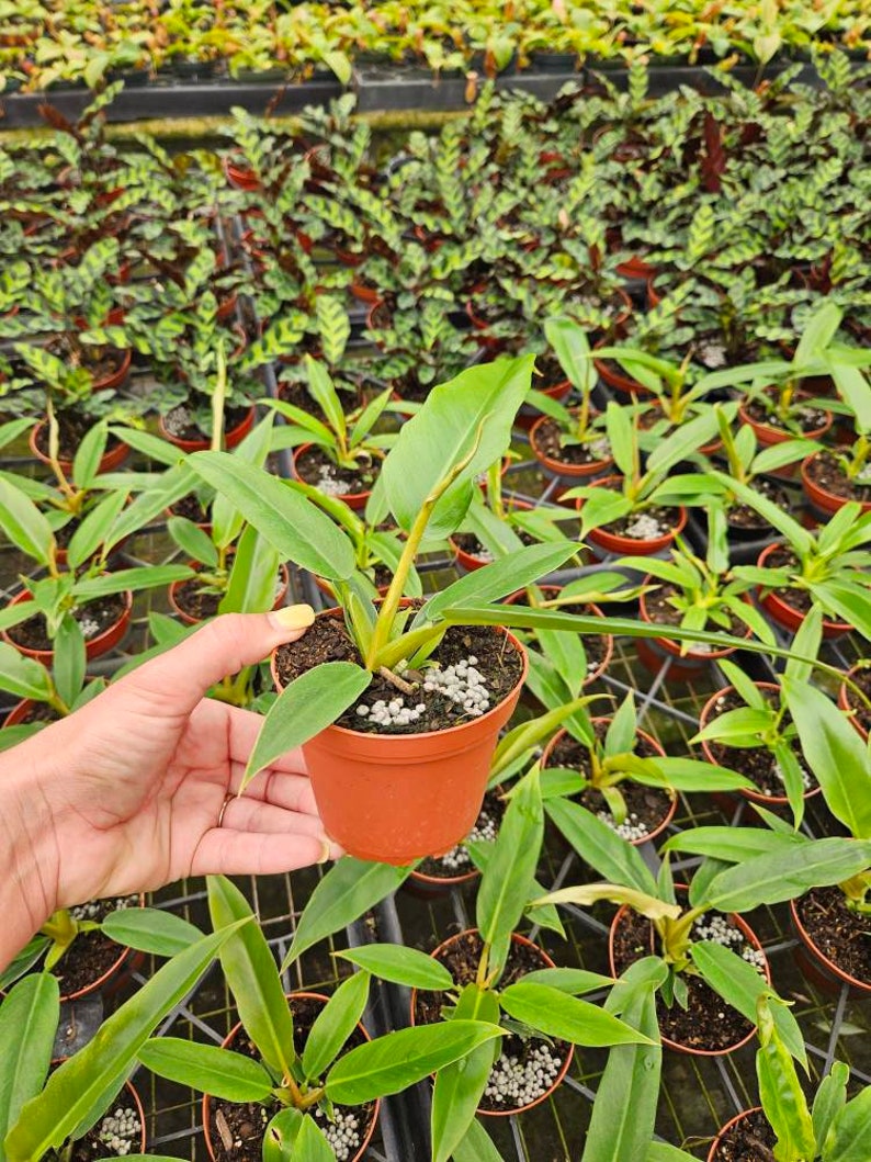 Jungle Boogie Philodendron plant 4 pot Tiger tooth/Narrow/Jungle Boogie Philodendron live philodendron plant 2 item minimum on orders image 3