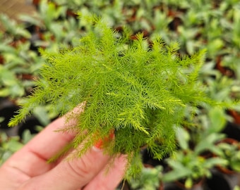 Asparagus Fern plant in a miniature 2" pot, Plumosa fern live plant indoor asparagus fern | 2 plants required per order |