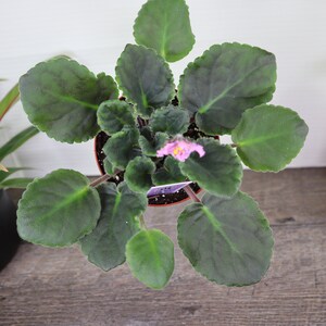 Pode incluir: Uma pequena planta de violeta africana em vaso com folhas verde-escuras e uma &uacute;nica flor rosa.