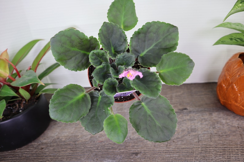 Pode incluir: Uma pequena planta de violeta africana em vaso com folhas verde-escuras e uma &uacute;nica flor rosa.