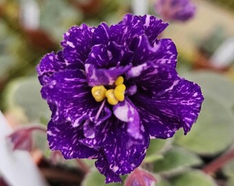 AV- Rozovye Sny African Violet Starter Plant Variegated Girl