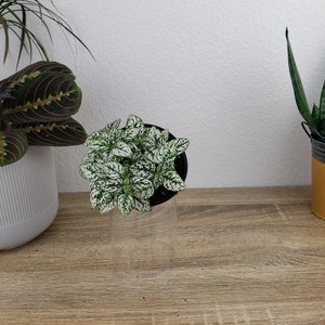 Hypoestes Splash Plant : A small potted plant with white and green variegated leaves featuring a speckled pattern. The plant is housed in a black plastic container and is elevated on a clear cylindrical stand, showcasing its dense foliage and pointed leaf shape.