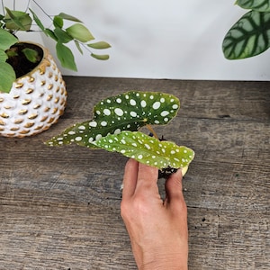 Maculata Begonia plant, angel wing begonia plant in a 2&quot; starter plug, Live Begonia plant *2 item minimum on orders*