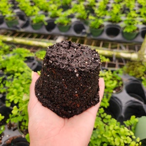 Rosy Maidenhair fern in a 4 pot, Adiantum hispidulum Rosy Fern, small maidenhair fern 2 plants required per order image 6