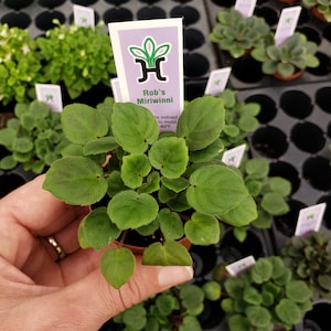 Rob&#39;s Miriwinni African Violet live plant 2&quot; pot, Semi miniature SingleBloom live trailing african violet plant *2 item minimum on orders*