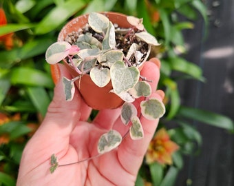 Spring of Variegated Hearts in a 2" miniature pot, Tiny starter plant | 2 plants required per order |