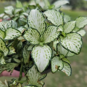 White Fittonia Plant in a 4&quot; pot – Nerve Plant with White Veins, Easy Care Indoor Plant, Perfect Gift for Plant Lovers, 2 Item Minimum