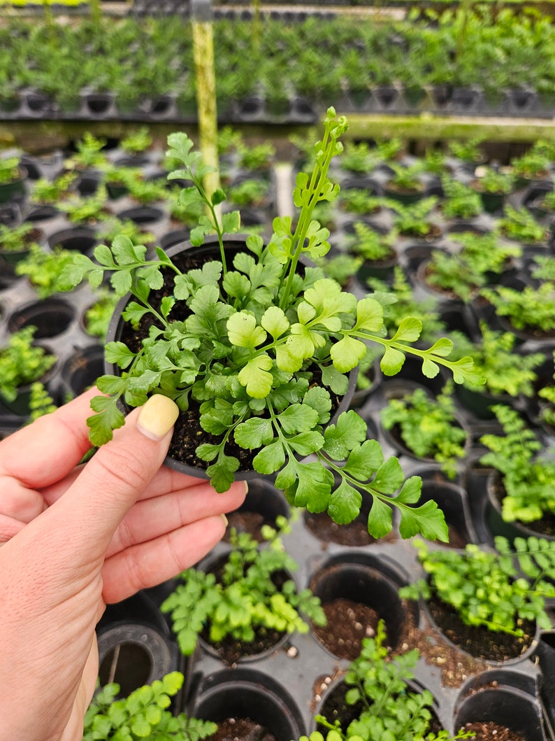 FreshFromGreenhouse Austral Gem Bird's Nest Fern - Thumbnail 2