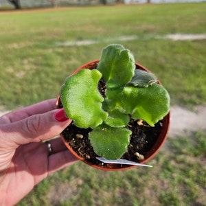 Harmony&#39;s Miss Piggy African Violet live plant, young pre-finished starter in a 4&quot; pot | 2 plant minimum order required |